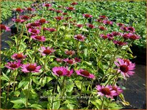 Echinacea purpurea &#39;Little Magnus&#39;