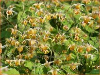Epimedium &#39;Amber Queen&#39;