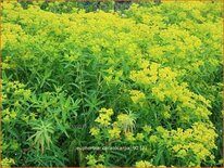 Euphorbia ceratocarpa