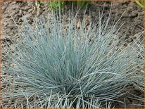 Festuca glauca 'Uchte'