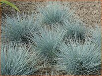 Festuca glauca 'Uchte'