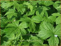 Geranium nodosum 'Simon'