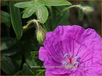 Geranium sanguineum &#39;Elsbeth&#39;