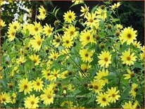 Helianthus 'Lemon Queen'