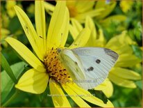 Helianthus 'Lemon Queen'