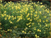 Helianthus 'Lemon Queen'