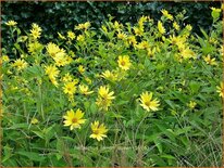 Helianthus 'Lemon Queen'