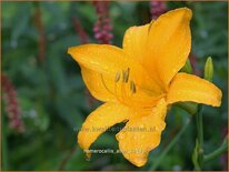 Hemerocallis 'Aten'