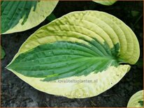 Hosta 'Brim Cup'