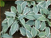 Hosta 'El Nino'