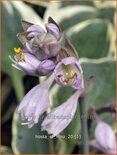 Hosta 'El Nino'