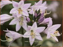 Hosta 'Patriot'