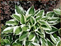 Hosta 'Patriot'