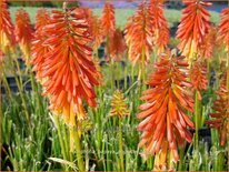 Kniphofia 'Papaya Popsicle'