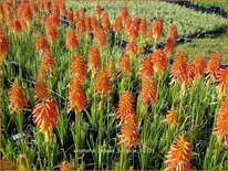 Kniphofia 'Papaya Popsicle'