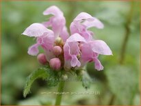 Lamium maculatum &#39;Pink Pewter&#39;