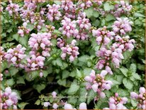Lamium maculatum &#39;Pink Pewter&#39;
