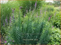 Linaria purpurea