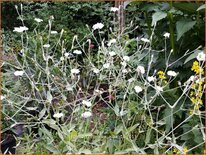 Lychnis coronaria 'Alba'