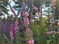 Lythrum salicaria 'Blush'