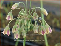 Nectaroscordum siculum subsp. bulgaricum