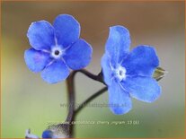 Omphalodes cappadocica &#39;Cherry Ingram&#39;