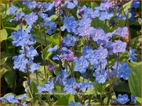 Omphalodes cappadocica &#39;Cherry Ingram&#39;
