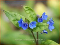Omphalodes cappadocica &#39;Cherry Ingram&#39;