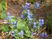 Omphalodes cappadocica &#39;Cherry Ingram&#39;