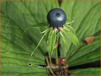 Paris quadrifolia