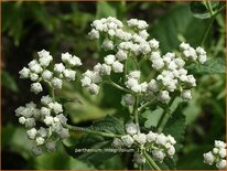 Parthenium integrifolium