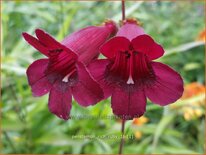 Penstemon 'Rich Ruby'