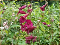 Penstemon 'Rich Ruby'