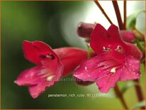 Penstemon 'Rich Ruby'