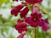 Penstemon 'Rich Ruby'