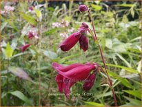 Penstemon 'Rich Ruby'