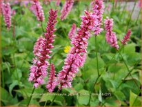 Persicaria amplexicaulis &#39;Jo and Guido&#39;s Form&#39;