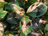 Persicaria virginiana &#39;Painter&#39;s Palette&#39;