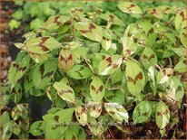 Persicaria virginiana &#39;Painter&#39;s Palette&#39;