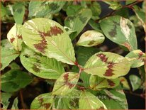 Persicaria virginiana &#39;Painter&#39;s Palette&#39;