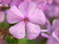 Phlox 'Alpha'