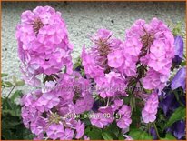 Phlox 'Alpha'