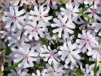 Phlox 'Petticoat'