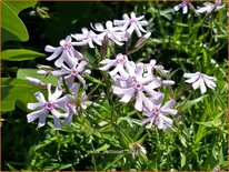 Phlox 'Petticoat'