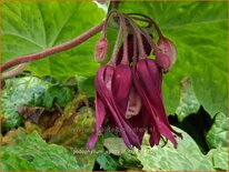 Podophyllum 'Spotty Dotty'