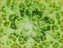 Podophyllum 'Spotty Dotty'