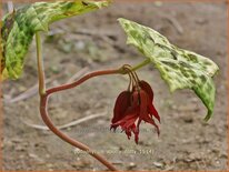Podophyllum 'Spotty Dotty'