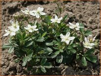Potentilla tridentata 'Nuuk'