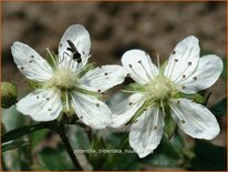 Potentilla tridentata 'Nuuk'