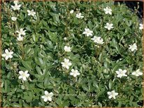 Potentilla tridentata 'Nuuk'